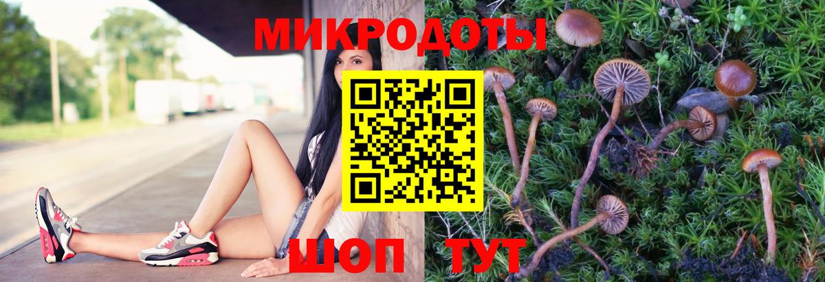 Галлюциногенные грибы Psilocybine cubensis Дмитров